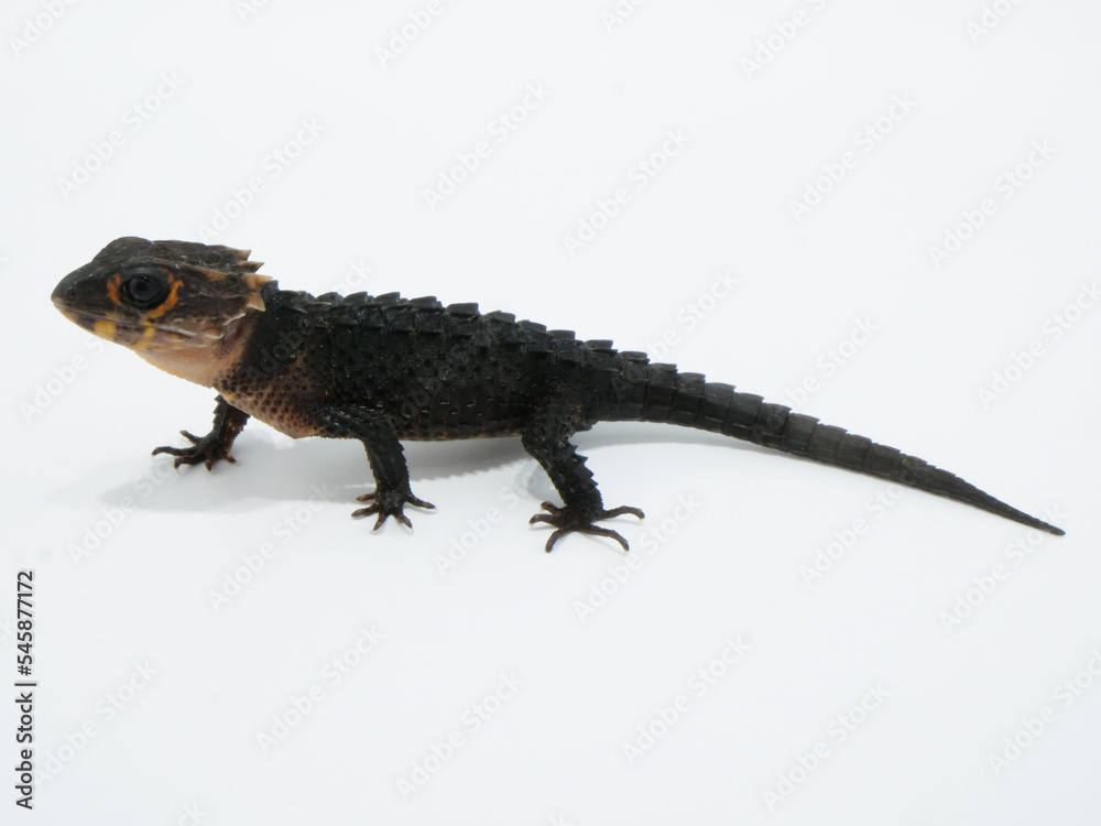 Naklejka premium アカメカブトトカゲ【全身】