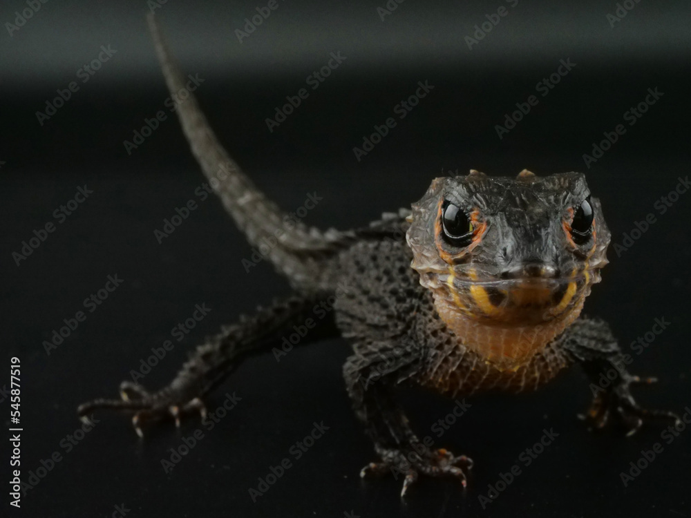 Naklejka premium こちらのほうを見つめるアカメカブトトカゲ