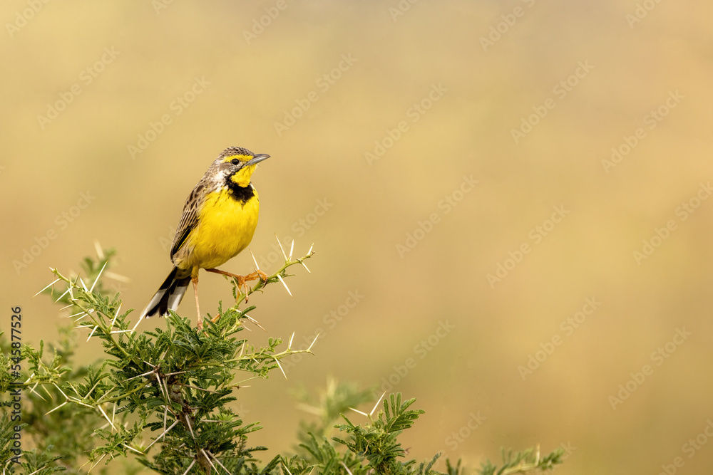 Fototapeta premium A yellow-throated longclaw, macronyx croceus, perched on a tree in Queen Elizabeth National Park, Uganda. Soft foliage background