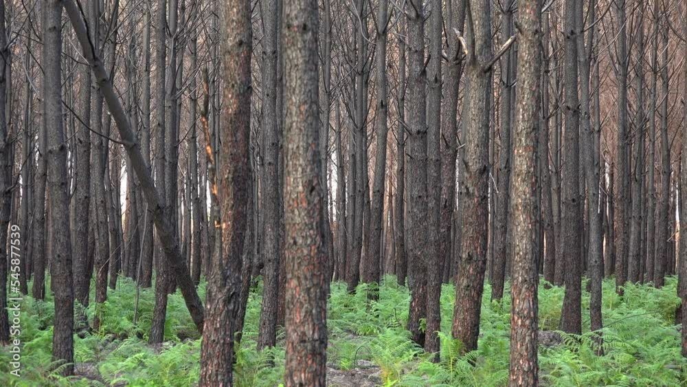 Pine forest after a large scale fire in France, Landscape of a burnt forest, Dead forest after fires, New green vegetation after a forest fire, High quality photo Pine forest after a large scale fire in France, Landscape of a burnt forest, Dead forest after fires, New green vegetation after a forest fire, High quality photo