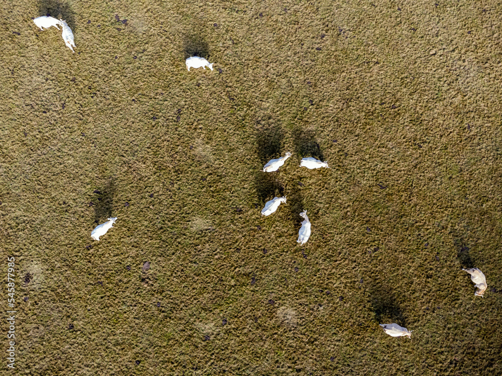 Aerial photo with drone of dairy white cows on a meadow in Poland.