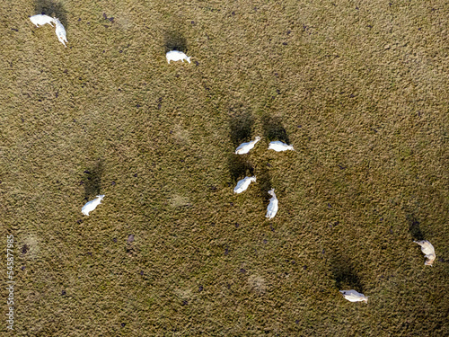 Aerial photo with drone of dairy white cows on a meadow in Poland.