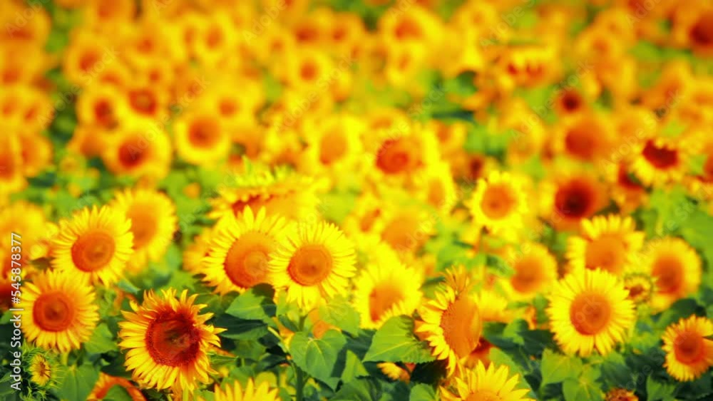 summer landscape - field of sunflowers background