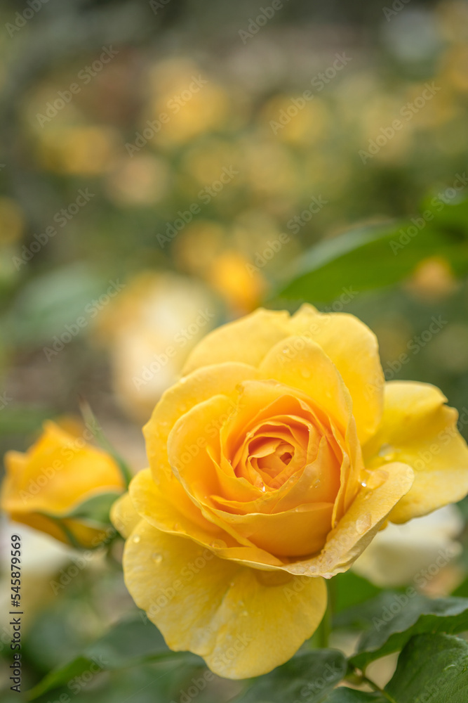 Beautiful Yellow Absolutely Fabulous Rose Beautiful Yellow Absolutely Fabulous Rose