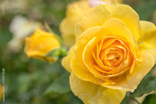 Beautiful Yellow Absolutely Fabulous Rose