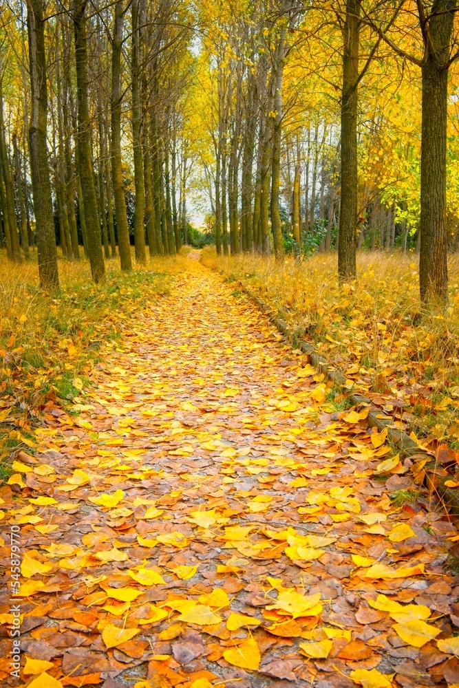 Path through yellow, orange and brown Autumn leaves in Talamanca del Jarama, Spain Path through yellow, orange and brown Autumn leaves in Talamanca del Jarama, Spain