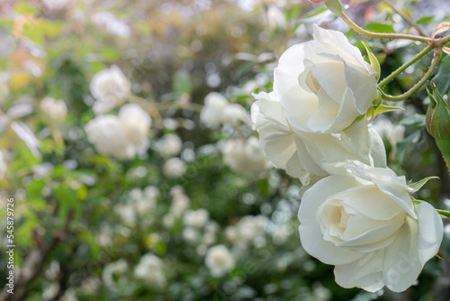 White Roses in Garden