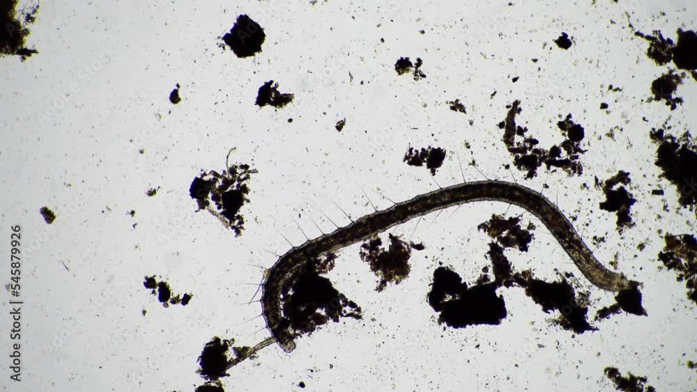 microorganisms and soil biology, with nematodes and fungi under the ...