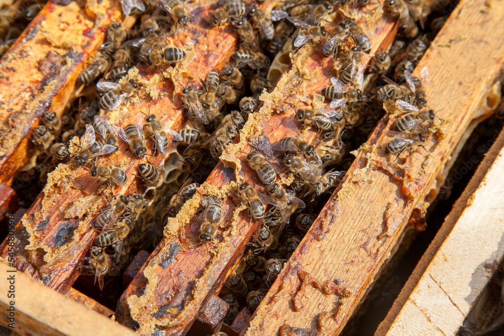 Open hive showing the bees swarming on a honeycomb.. Open hive showing the bees swarming on a honeycomb..