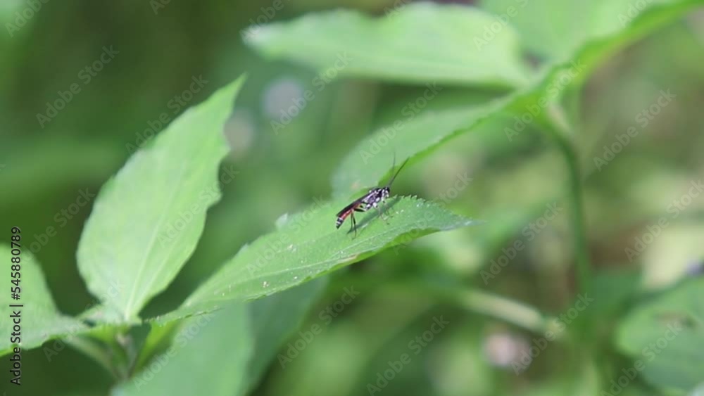 Black Soldier Fly, Hermetia illucens, are not much to look at, but they are making major waves in the aquaculture industry Black Soldier Fly, Hermetia illucens, are not much to look at, but they are making major waves in the aquaculture industry
