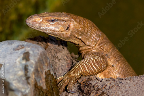 closeup of monitor lizard, portrait of monitor lizard, Monitor lizards are lizards in the genus Varanus, the only extant genus in the family Varanidae photo