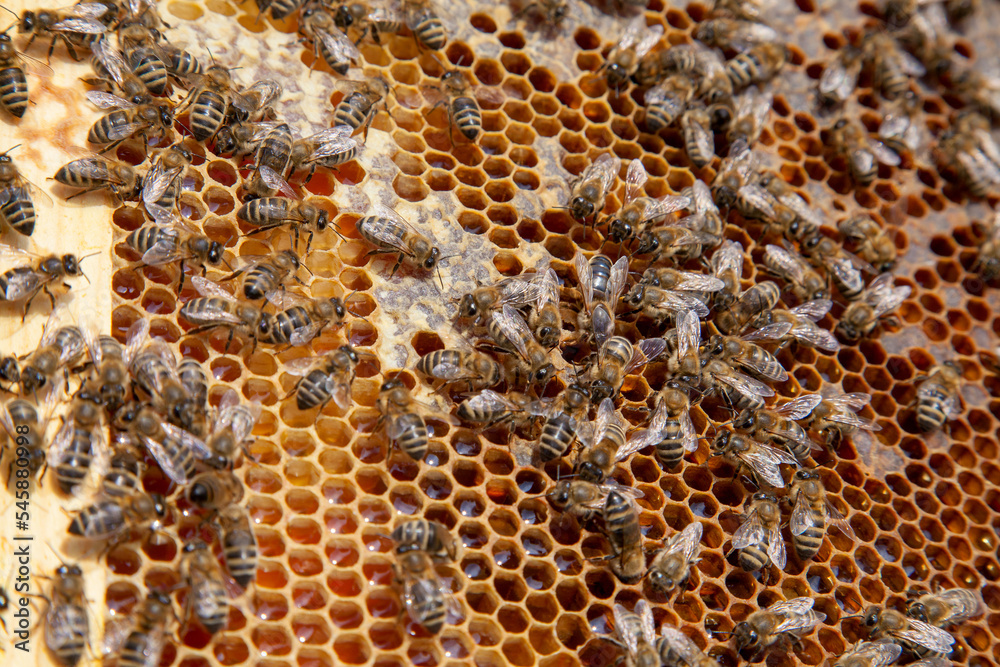 Working bee on the honeycomb with sweet honey.. Working bee on the honeycomb with sweet honey..