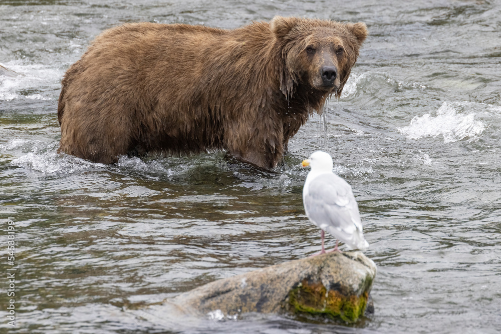 A wild coastal brown bear catching fish in the river in Katmai National Park (Alaska). A wild coastal brown bear catching fish in the river in Katmai National Park (Alaska).