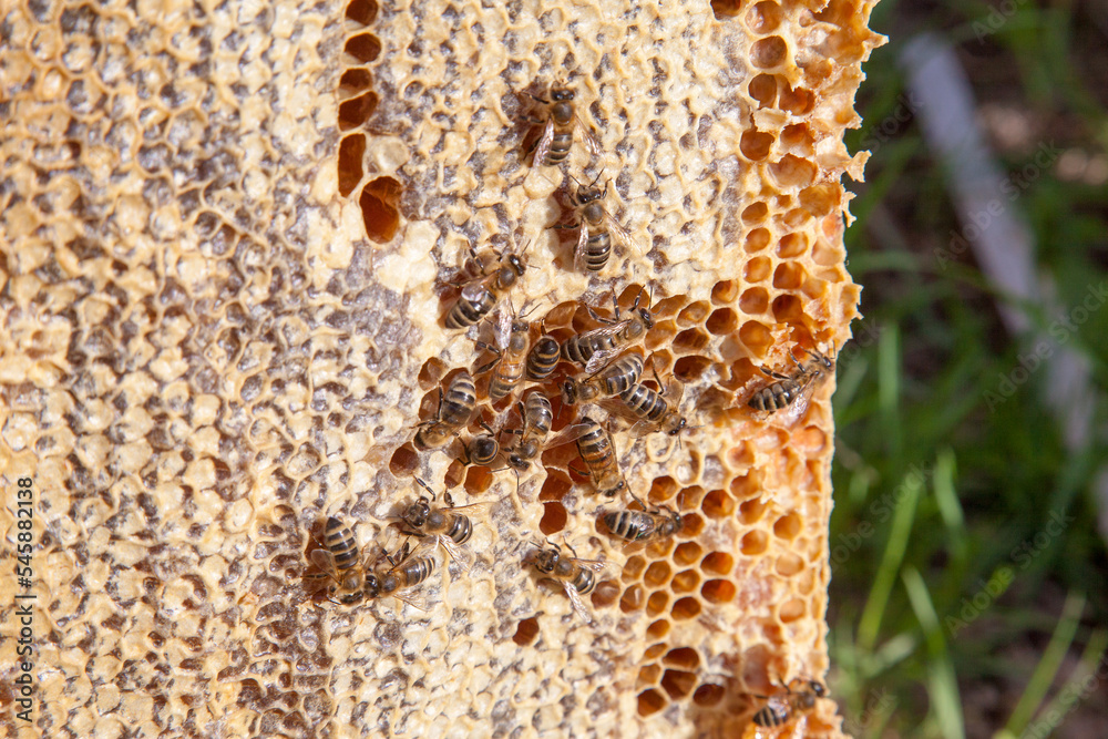 Working bee on the honeycomb with sweet honey.. Working bee on the honeycomb with sweet honey..