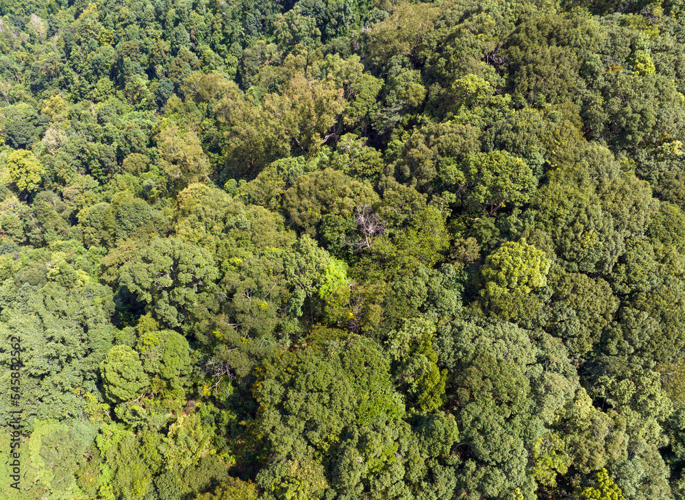 Naklejka premium Tropical forests can absorb large amounts of carbon dioxide from the atmosphere.