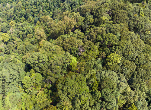 Tropical forests can absorb large amounts of carbon dioxide from the atmosphere. © toa555