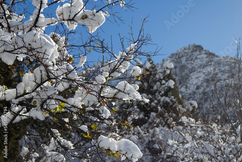 Wintery snow capped mountain in sunny day. Winter landscape with tree under s...