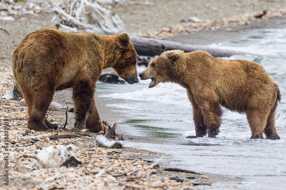 Wild coastal brown bears courting each other by the coast of Katmai National Park in Alaska. Wild coastal brown bears courting each other by the coast of Katmai National Park in Alaska.