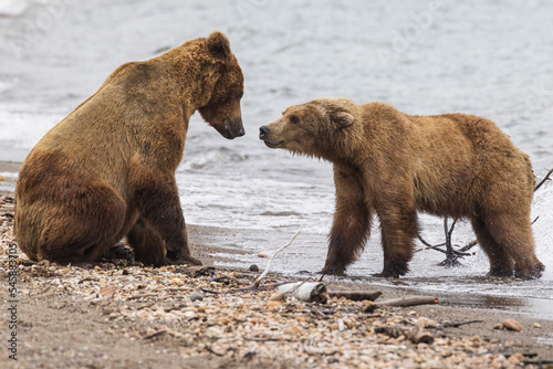 Wild coastal brown bears courting each other by the coast of Katmai National Park in Alaska. 