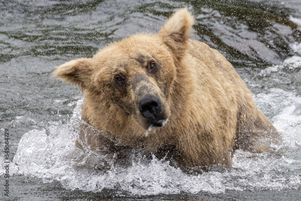 A wild coastal brown bear catching fish in the river in Katmai National Park (Alaska). A wild coastal brown bear catching fish in the river in Katmai National Park (Alaska).