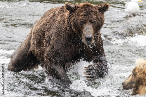 A wild coastal brown bear catching fish in the river in Katmai National Park (Alaska).