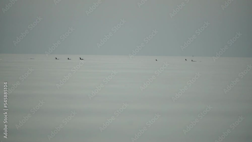 Birds on calm sea. Abstract sea summer ocean sunset nature background. Holiday, vacation and recreational concept. Slow motion Birds on calm sea. Abstract sea summer ocean sunset nature background. Holiday, vacation and recreational concept. Slow motion