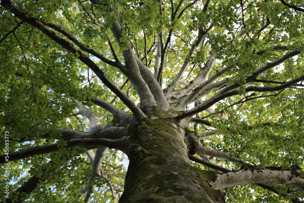 Fototapeta premium Arbre Président Arbois