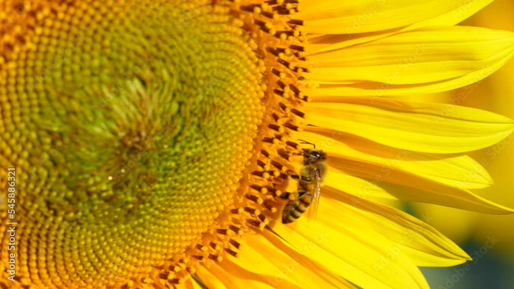 Close up macro of yellow flower sunflower and honey bee collecting pollen. Slow motion Close up macro of yellow flower sunflower and honey bee collecting pollen. Slow motion