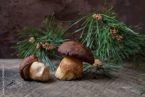 Group of Imleria Badia or Boletus badius mushrooms commonly known as the bay bolete on vintage wooden background..