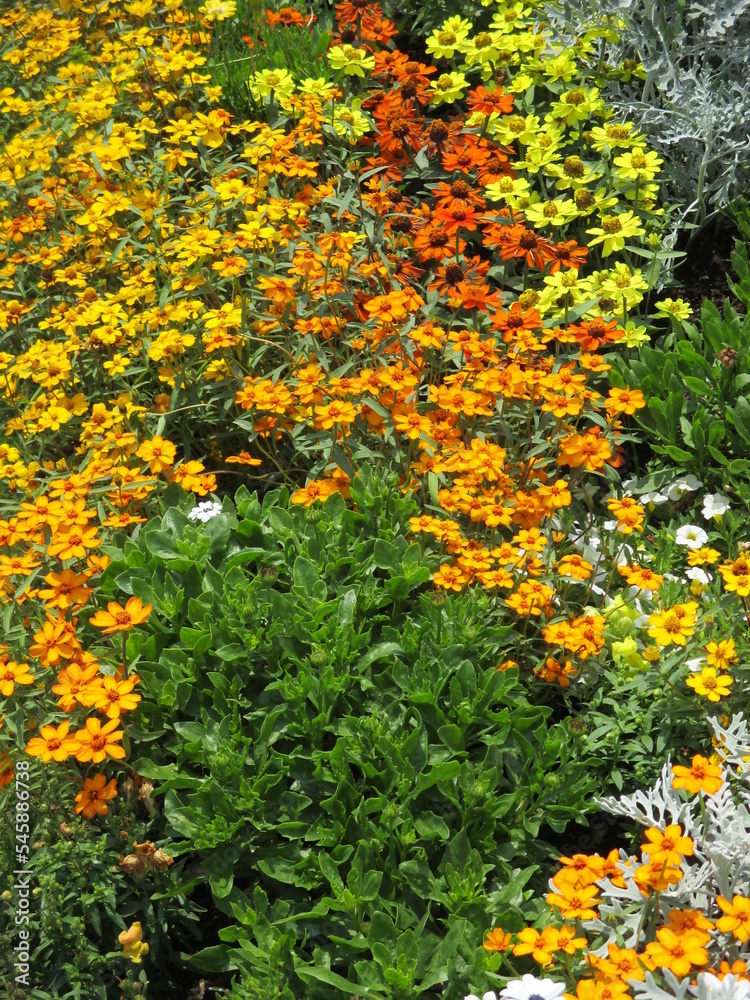 春の花壇に美しく咲き誇る、オレンジ色、黄色、赤が鮮やかなジニアの花