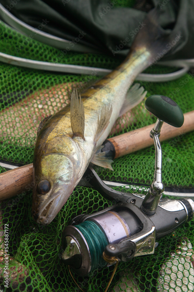 Freshwater zander and fishing rod with reel on keepnet with fishery catch in it.. Freshwater zander and fishing rod with reel on keepnet with fishery catch in it..