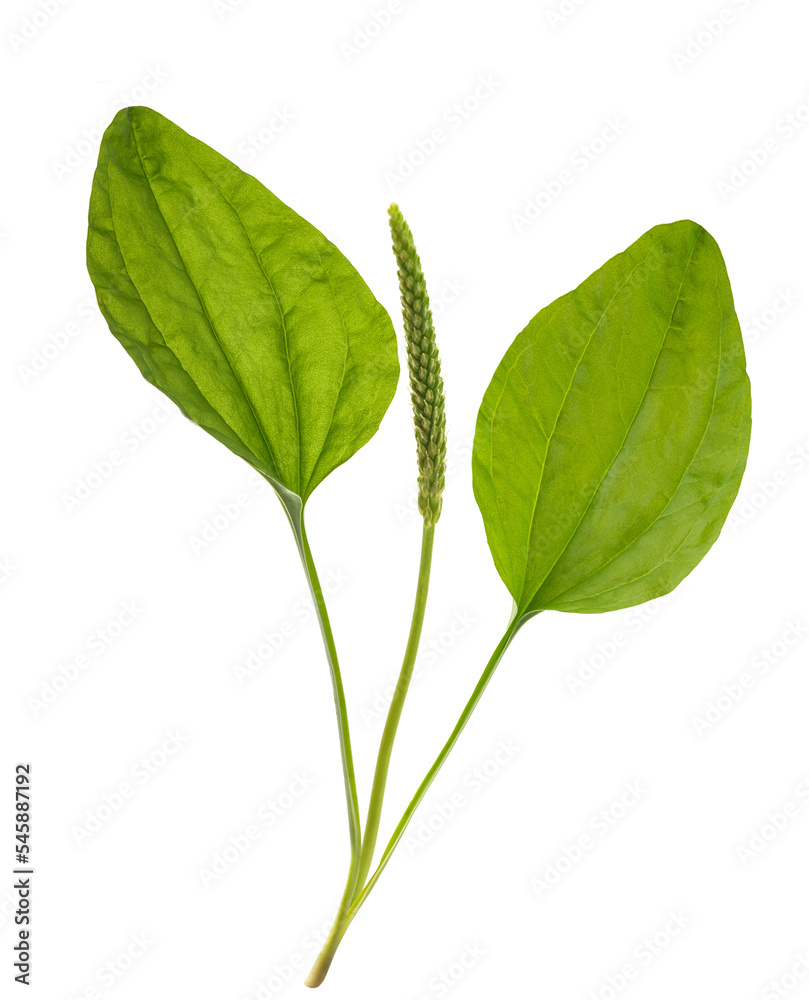 Obraz premium Broadleaf plantain