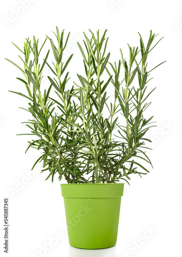 Rosemary plant in vase