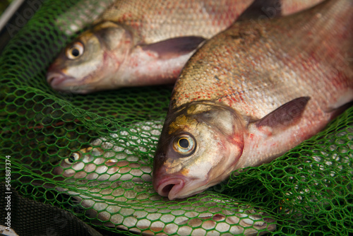 Fototapeta Naklejka Na Ścianę i Meble -  Two big freshwater common bream fish on green fishing net..