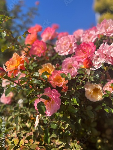 beautiful pink garden roses  roses bush