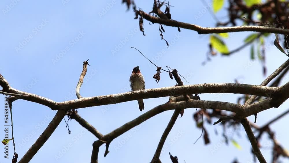Bondol jawa, pipit bondol, piit bondol, emprit bondol, Lonchura leucogastroides, Javan Munia Bondol jawa, pipit bondol, piit bondol, emprit bondol, Lonchura leucogastroides, Javan Munia