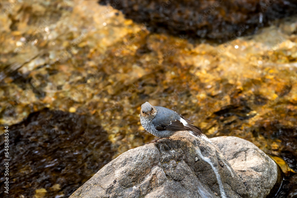 Plumbeous water redstart or Rhyacornis fuliginosa bird perched on rock near ramganga river stream at dhikala forest jim corbett national park uttarakhand india asia
