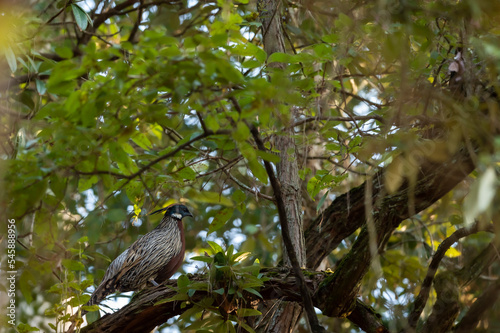 koklass pheasant or Pucrasia macrolopha portrait a high altitude bird in natural green background perched on tree at foothills of himalaya during winter wildlife excursion at uttarakhand india asia