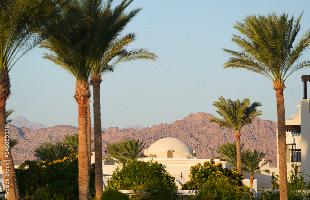 Landscape from Egypt with palm trees in foreground against dry rocky mountains in background. View from Sharm el Sheikh during a sunny morning.
