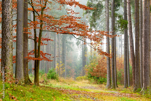 Foggy morning in the forest. Autumn landscape.
