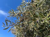 Olive tree with olives in the blue sky