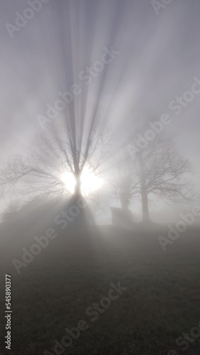 lightrays of a tree in the fog with sun in the background