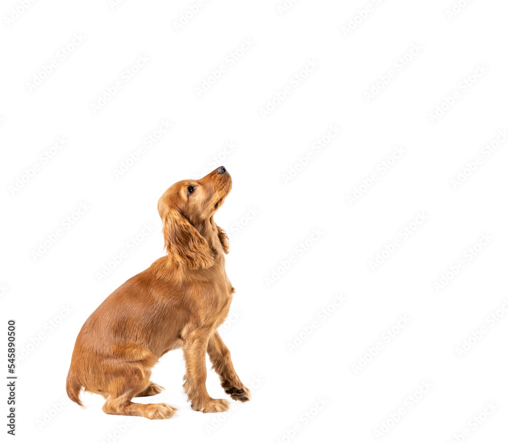 Сurious dog looking up isolated on white Сurious dog looking up isolated on white