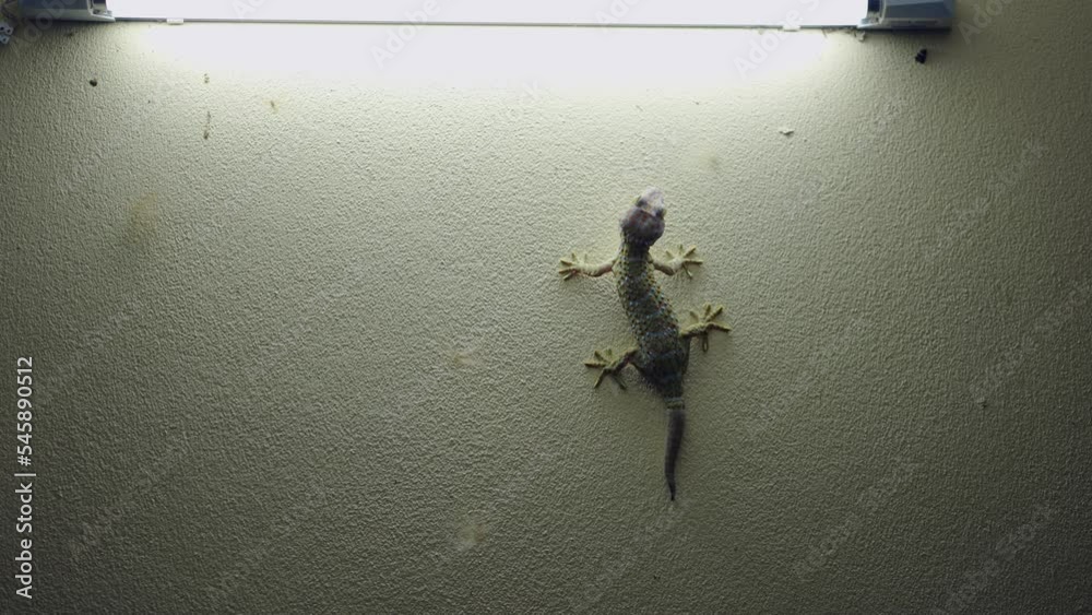 Tokay Gecko under the light tube looking for insects to eat in Koh Tao