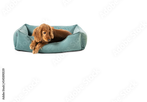 Cute puppy dog resting on dog bed isolated