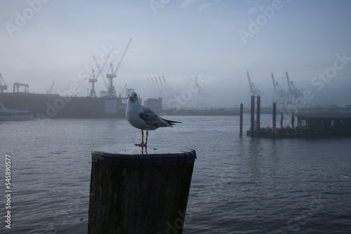 Hamburger Hafen im Nebel