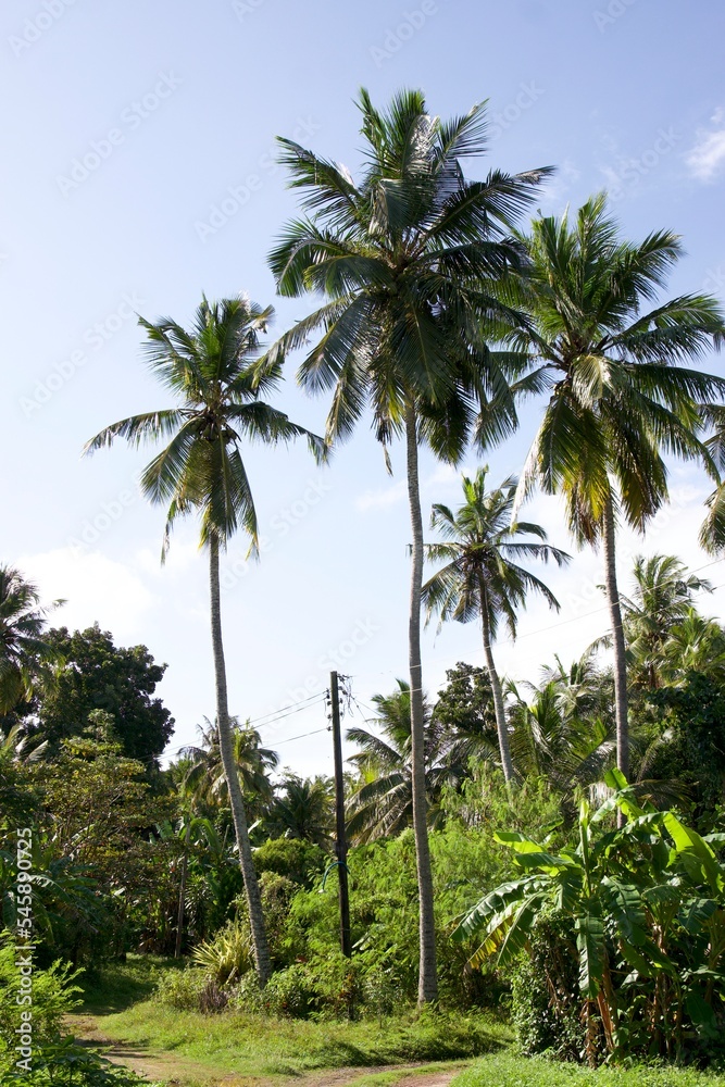 Original Sri Lanka with its cultural code and identity. Traffic, national and religious customs, buildings and nature. palm trees and ocean. beach on the island.