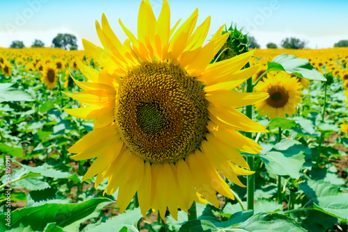 Sunflower Field Under Blue Sky