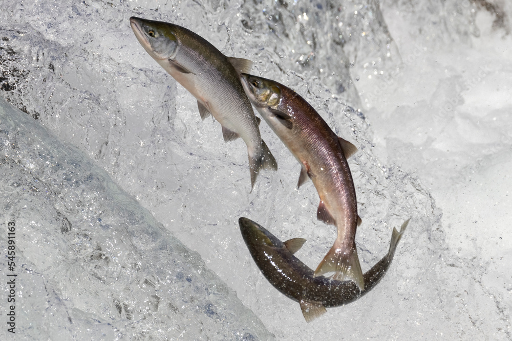 Wild salmon swimming upstream at Brooks Falls in Katmai National Park (Alaska).