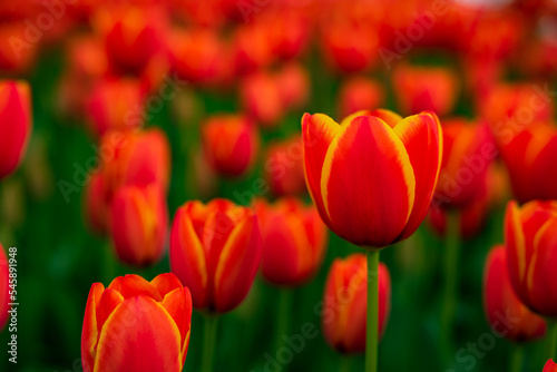 Orange and yellow tulips. Spring flowers background photo